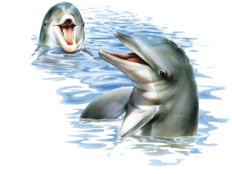 animaux (13).gif